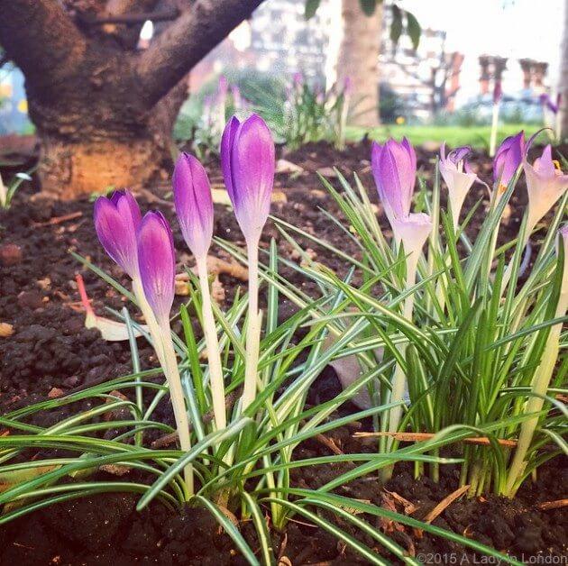 Spring Crocuses in London