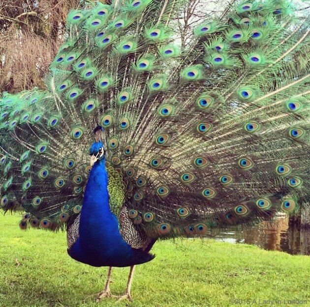 Peacock in Holland Park in London