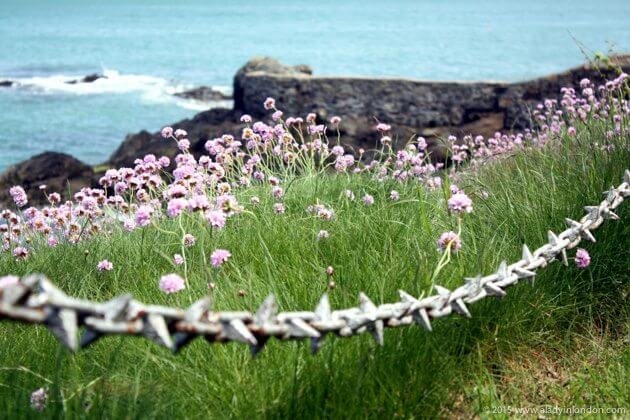 Coast in Guernsey