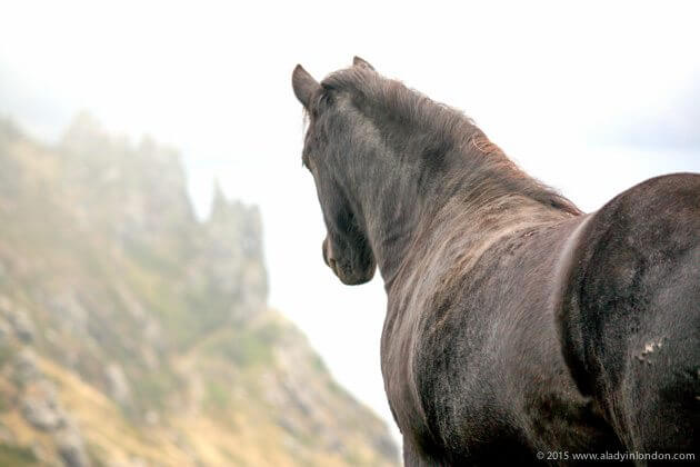 Horse in Salcombe, Devon