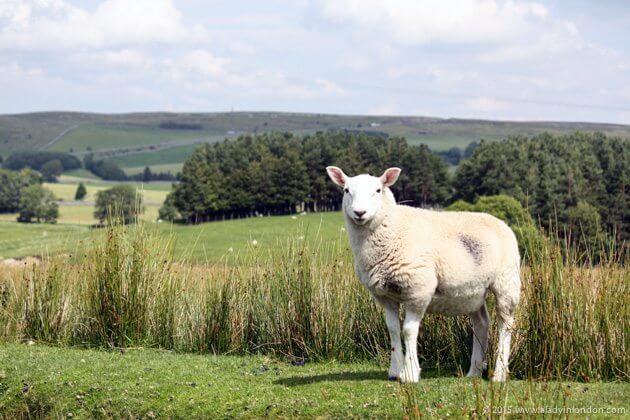 Sheep in the Eden Valley