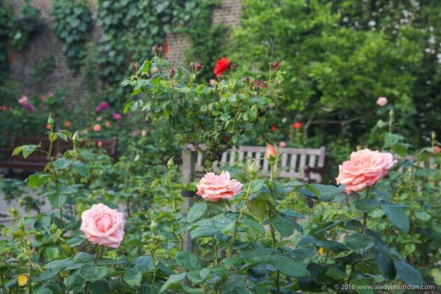 Holland Park Rose Garden