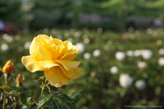 Regent's Park Rose Garden