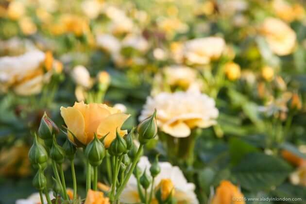 Queen Mary's Garden, Regent's Park