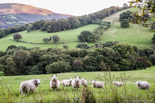 Sheep in Brecon Beacons