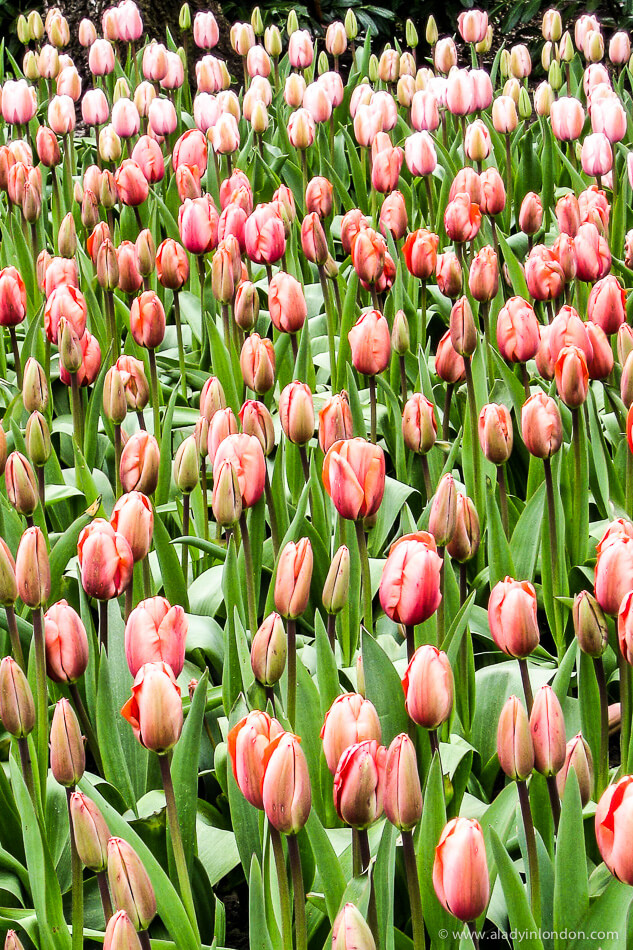 Tulips in Keukenhof Gardens