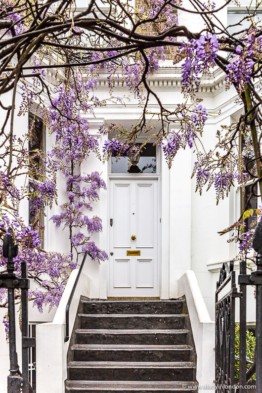 Wisteria in Kensington