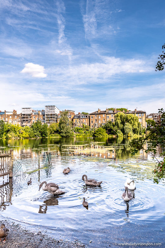 Pond in Hampstead Heath, London