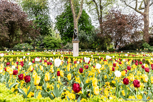 Tulips in Holland Park, London