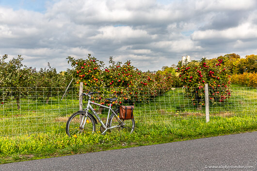 Bicycle in Apple Orchards