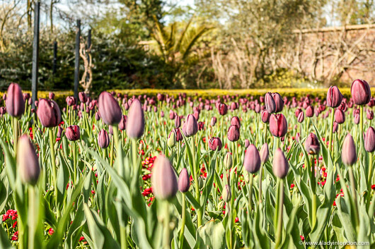 Tulips in Golders Hill Park