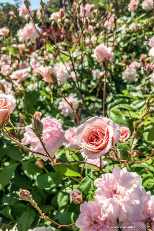 Roses in Hyde Park, London