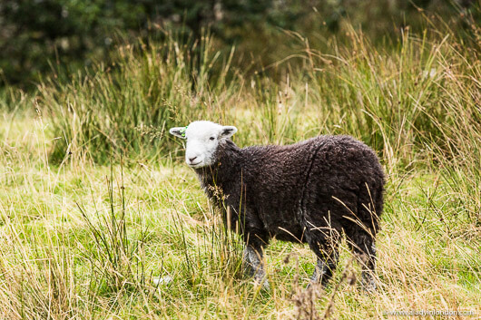 Herdwick Sheep in the Lake District