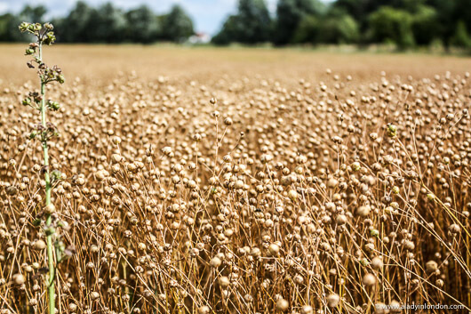 Field in the Essex Countryside near Rochford