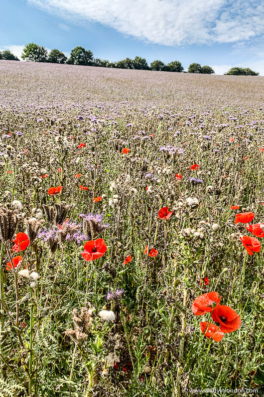 Field with Flowers in Berkshire, England