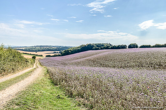 Field with Flowers in Berkshire, England