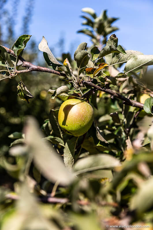 Apple Orchard in Sonora, California