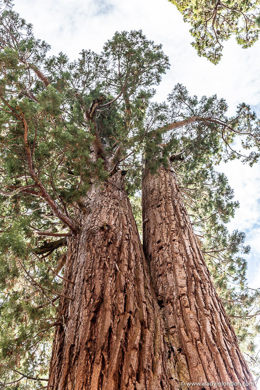 Mariposa Grove of Giant Sequoias in Yosemite National Park