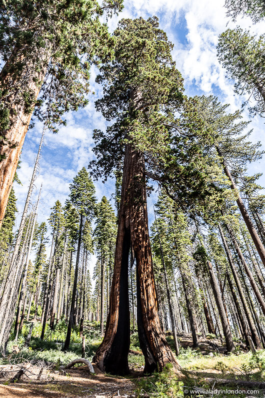 Mariposa Grove of Giant Sequoias in Yosemite National Park