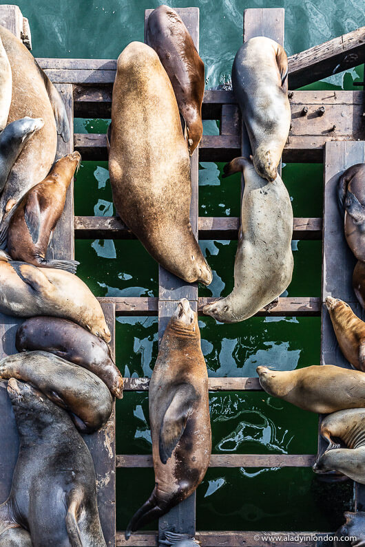 Sea Lions at Santa Cruz Wharf