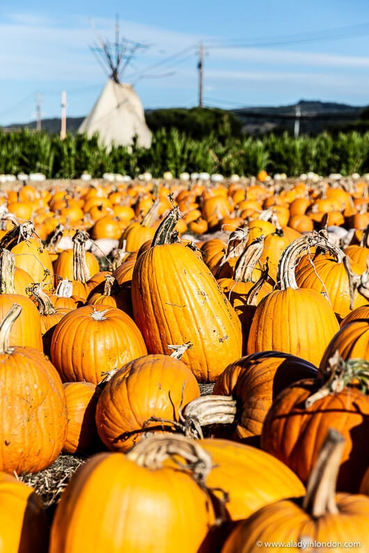 Farmer John's Pumpkin Patch, Half Moon Bay
