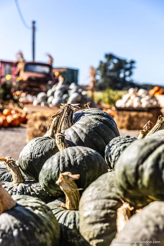 Half Moon Bay Pumpkin Patch