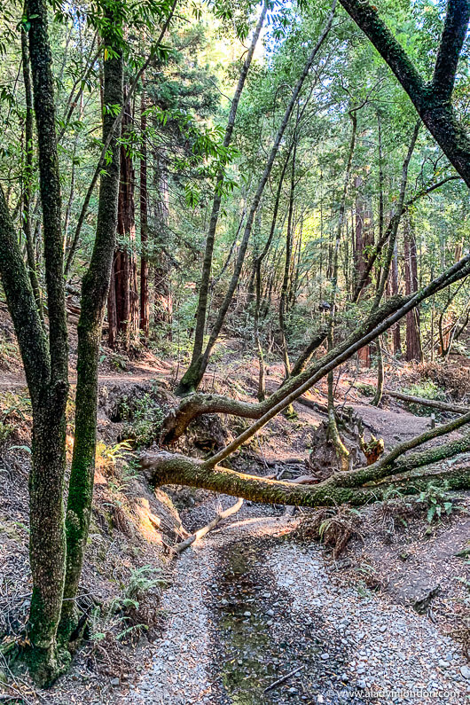 Armstrong Redwoods State Natural Reserve in Sonoma