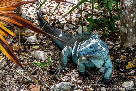 Blue Iguana