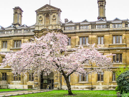 Cherry Tree in Cambridge, England