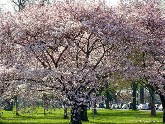 Cherry Tree in Washington, DC