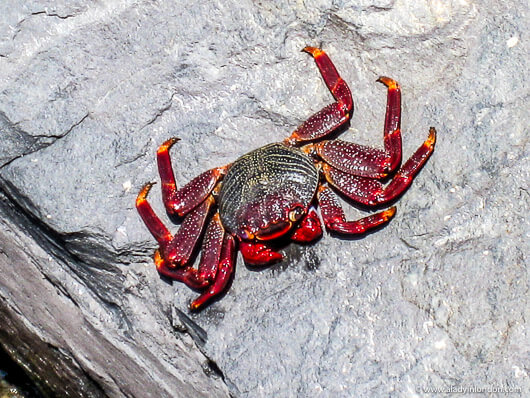 Red Crab in the Canary Islands