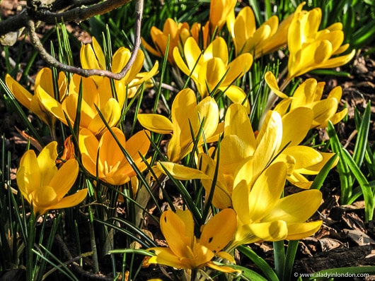 Crocuses in London