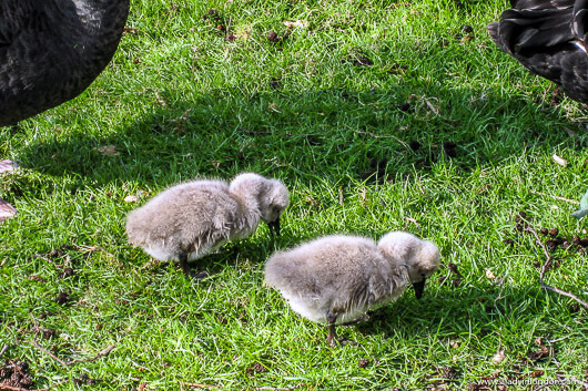 Cygnets in St James's Park in London