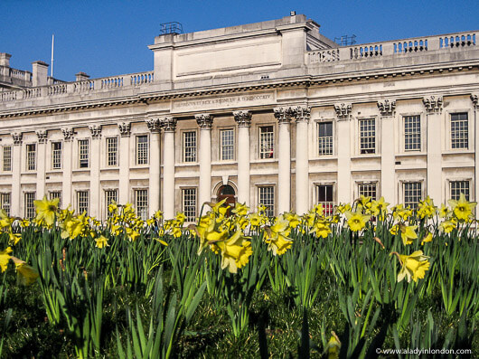 Daffodils in Greenwich, London