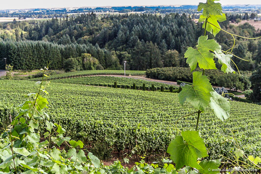 Vineyards in Oregon