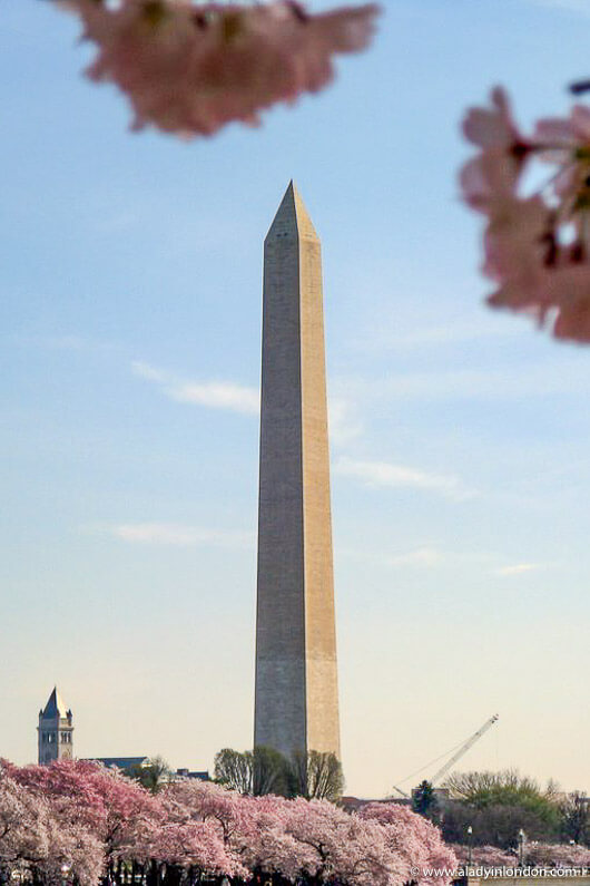 Cherry Blossoms in Washington, DC