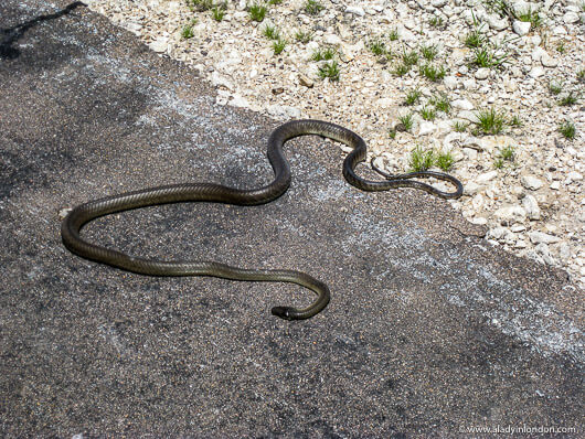 Black Mamba Snake in Etosha National Park in Namibia