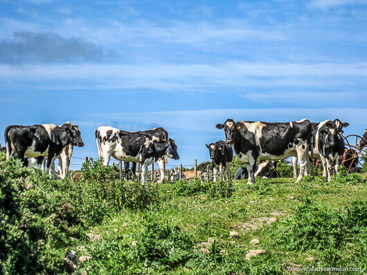 Cows Grazing in a Field in Pembrokeshire, Wales
