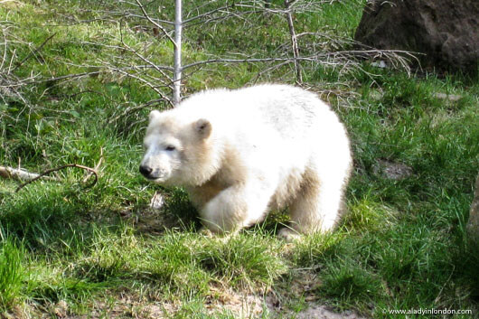 Floke the Polar Bear at the Nuremberg Zoo in Germany
