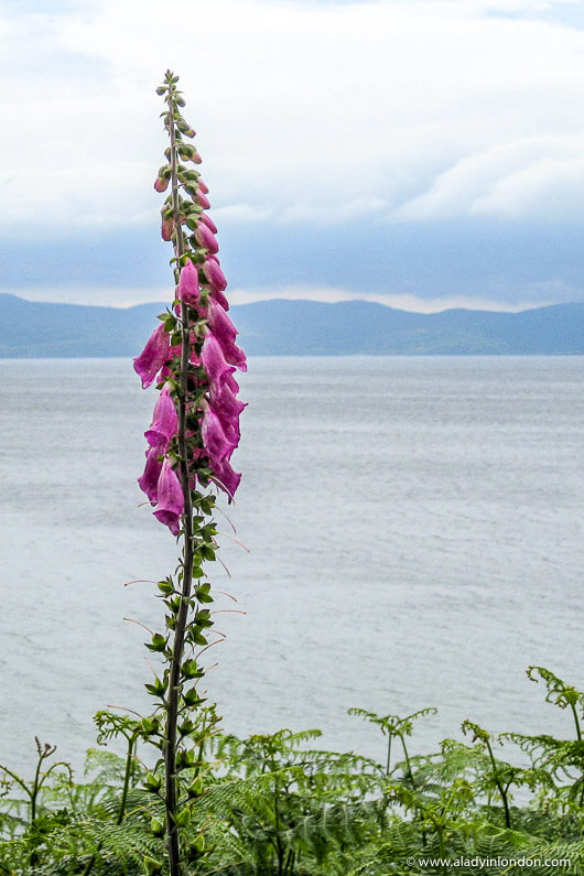 Foxgloves on the Isle of Arran