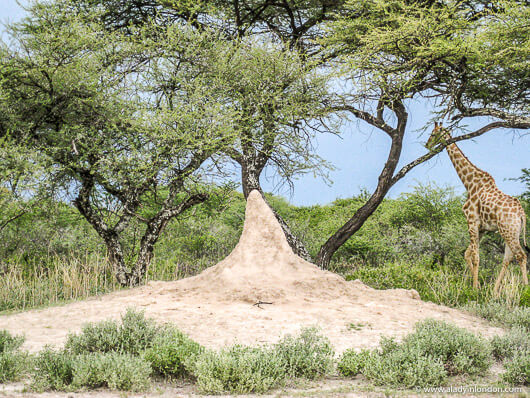 Giraffe in Etosha National Park in Namibia