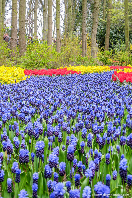 Flowers in Keukenhof Gardens