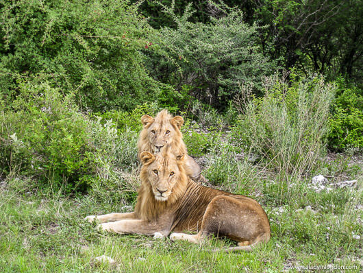 Lions in Etosha National Park