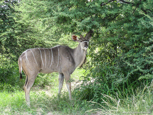 Safari in Etosha National Park in Namibia
