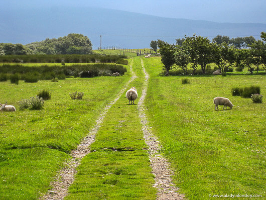 Sheep in Scotland