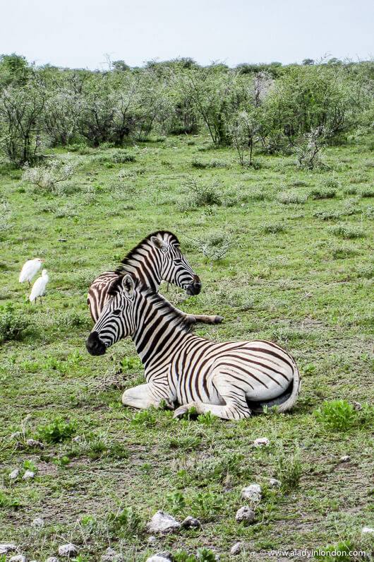 Zebras in Namibia