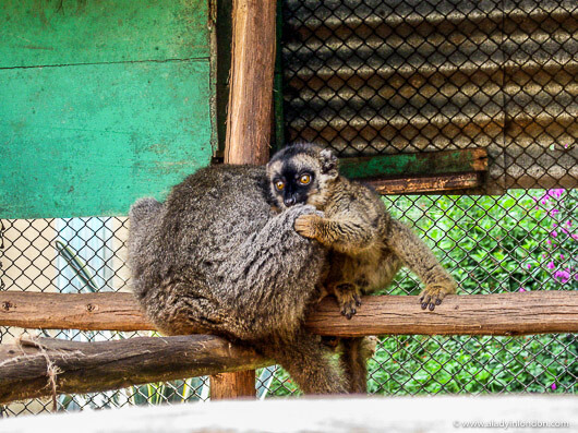 Lemurs at Antananarivo Zoo