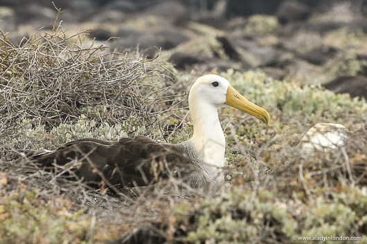 Albatross in the Galapagos