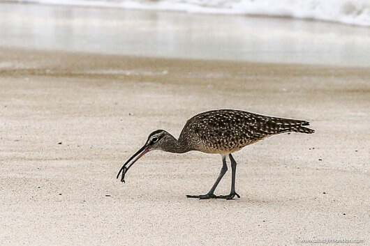 Bird in the Galapagos
