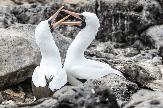 Birds in the Galapagos
